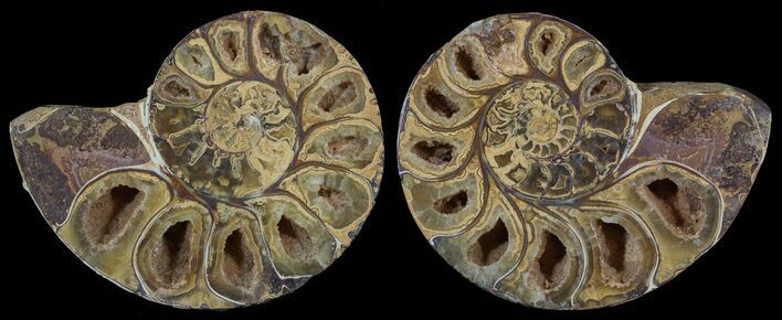 Cut & Polished, Agatized Ammonite Fossil - Jurassic #53803